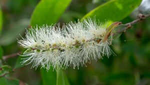 cajeput oil for hearing loss