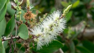 cajeput oil for skin
