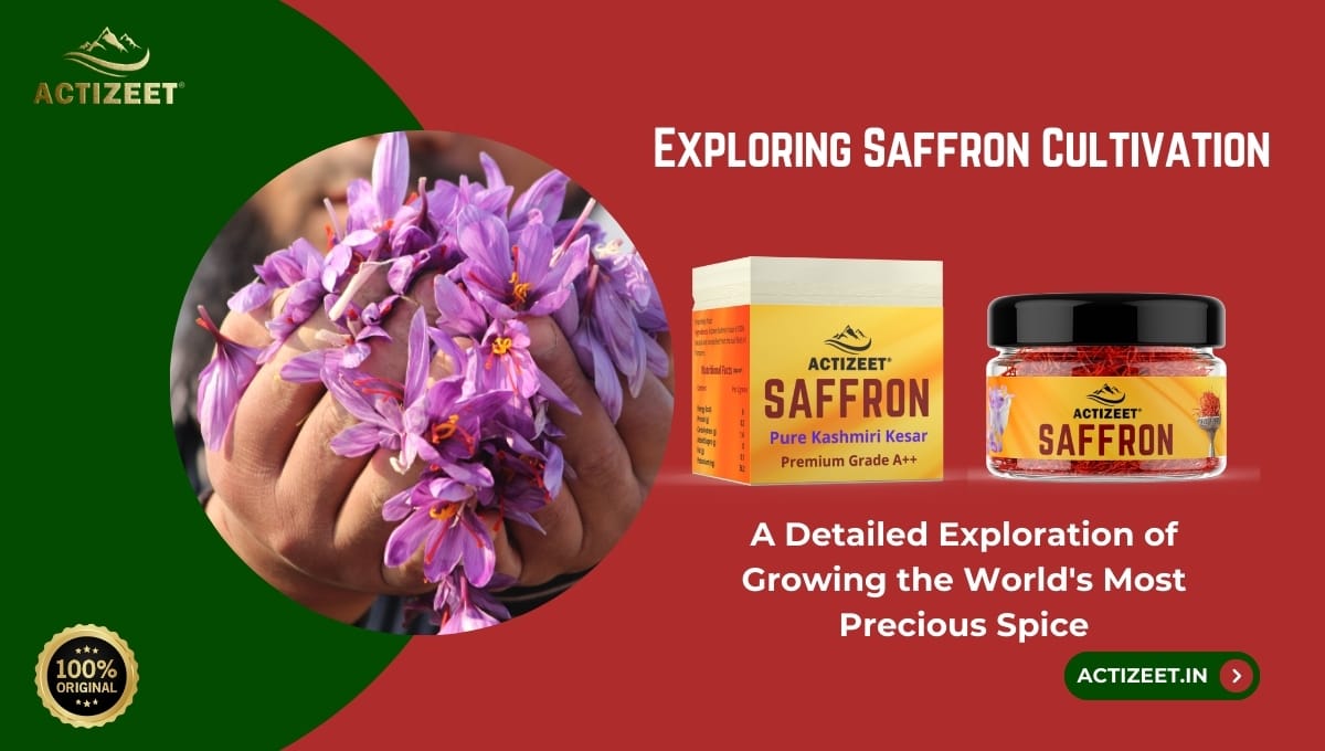 Saffron cultivation